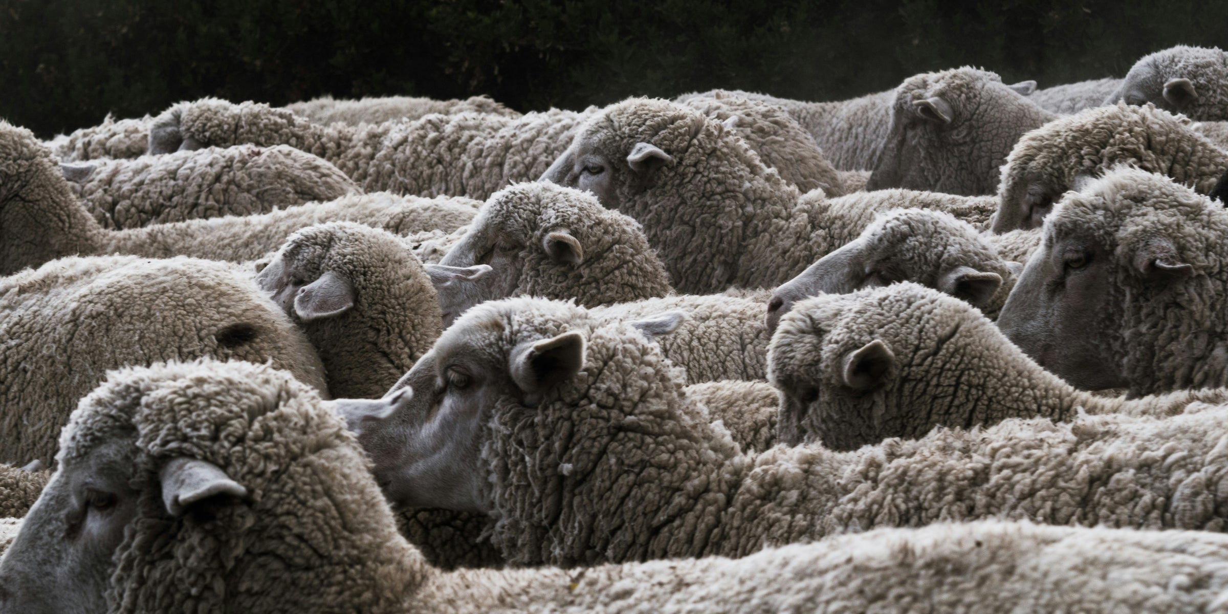 Soft, light and eco-friendly: the virtues of merino wool under the microscope