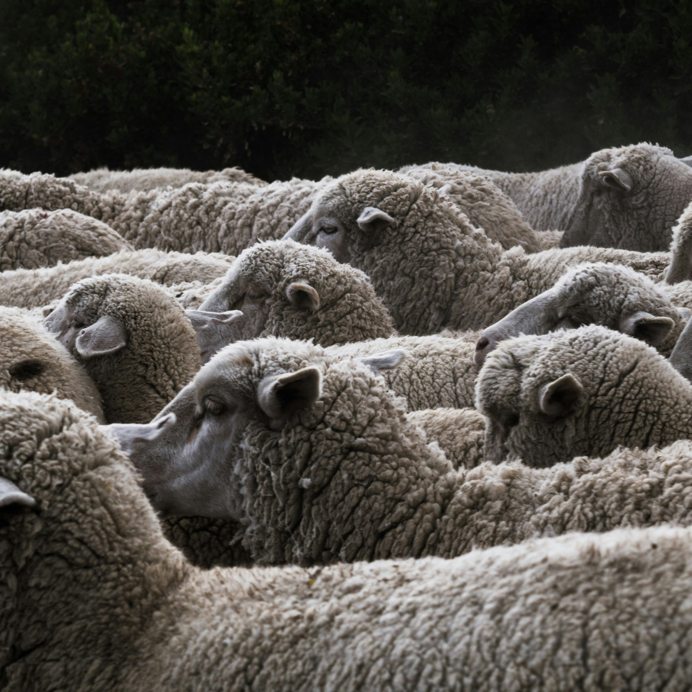Soft, light and eco-friendly: the virtues of merino wool under the microscope