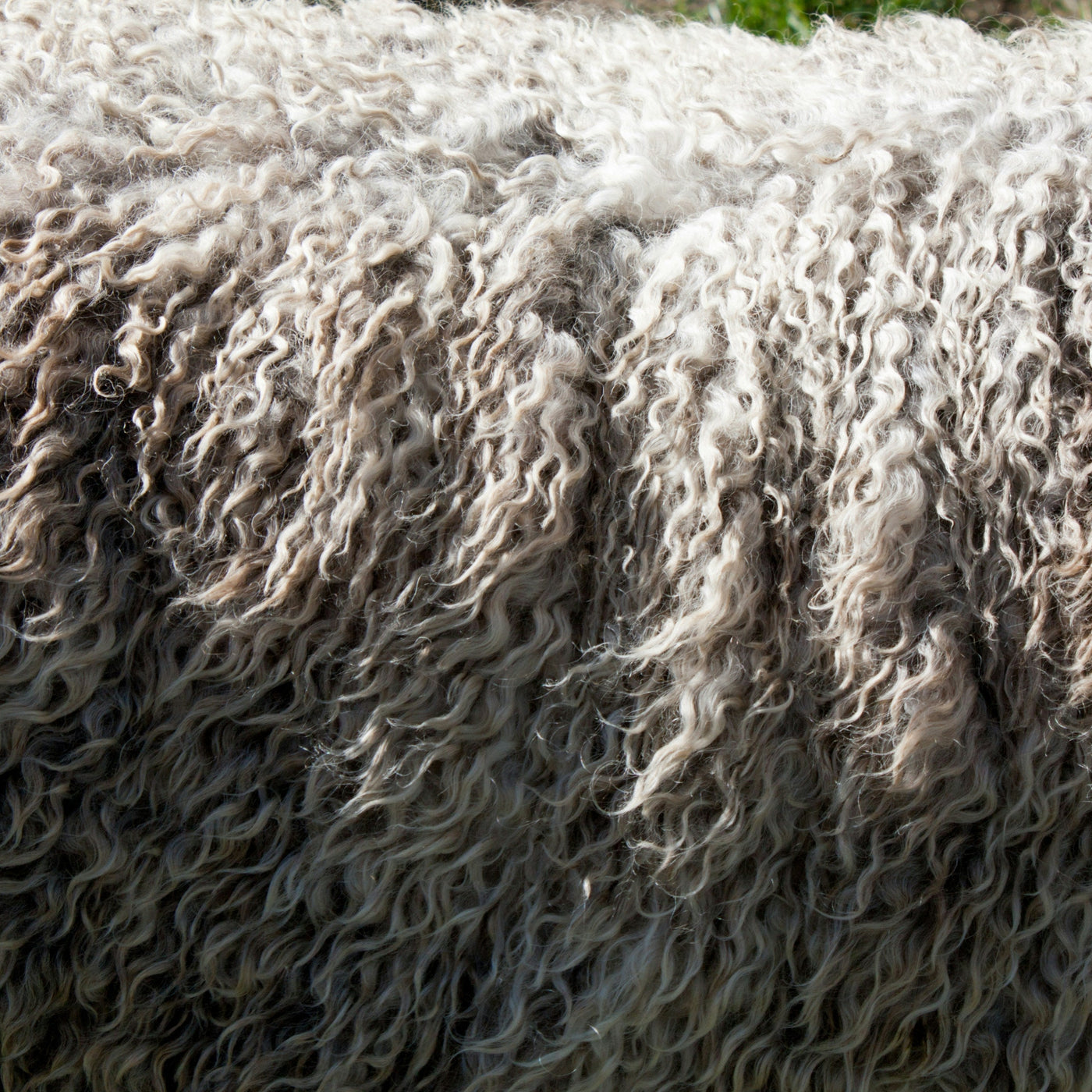 Tout savoir sur le cachemire