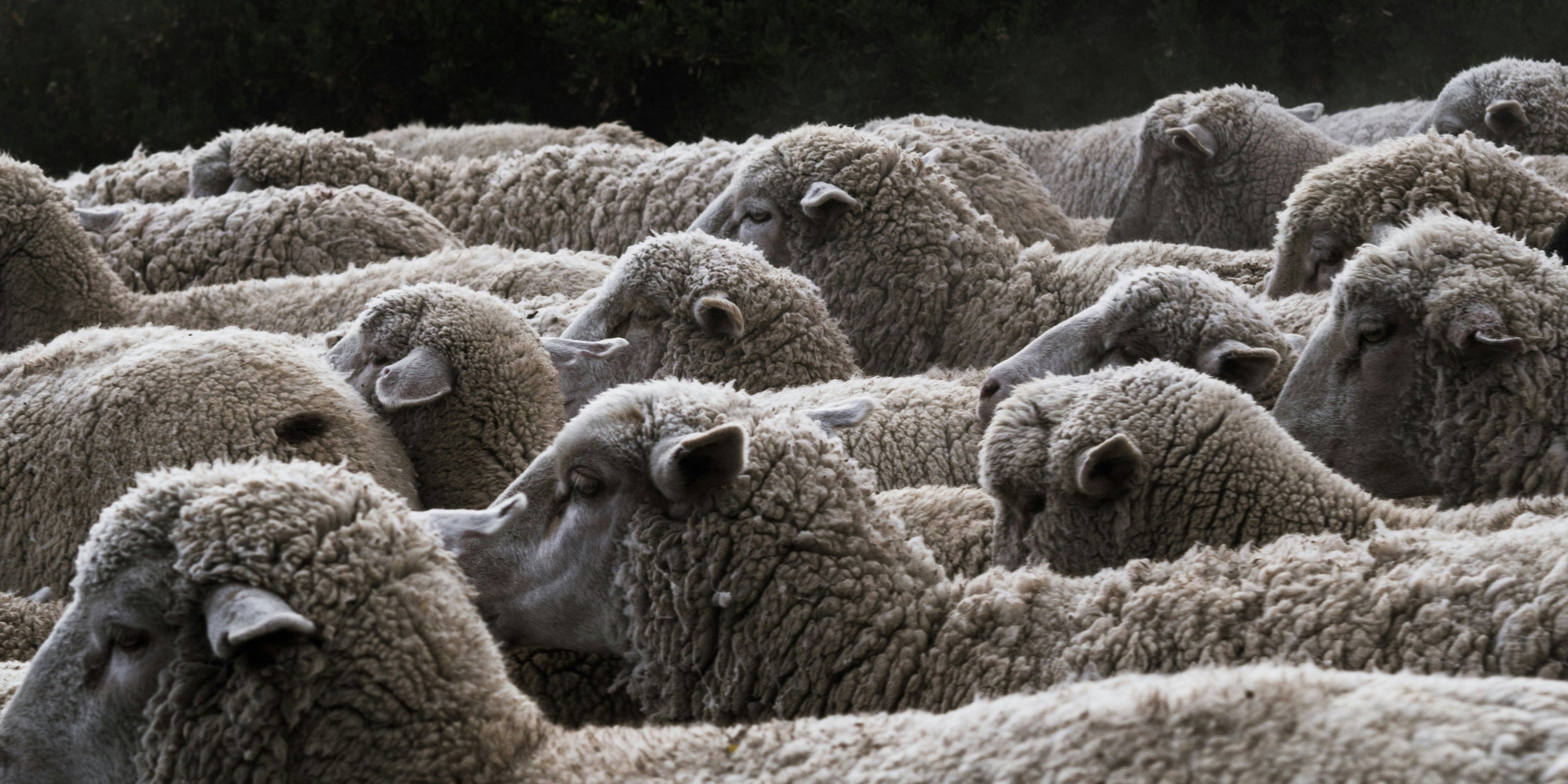 Soft, light and eco-friendly: the virtues of merino wool under the microscope